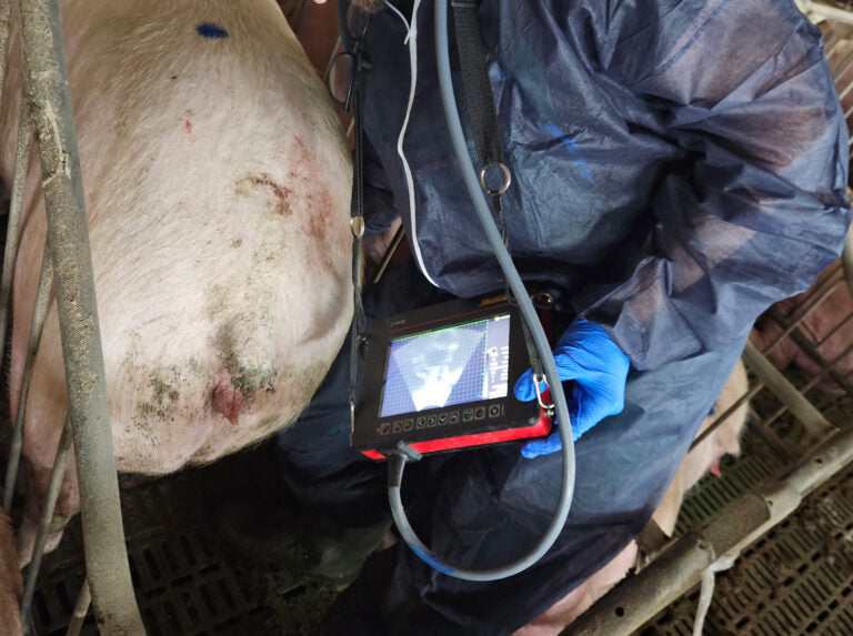 iScan 2 Ultrasound Scanner for large animals